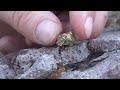 AZ Nugget Hunting with Friends - 8 Jan 2013