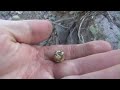 AZ Nugget Hunting with Friends - 8 Jan 2013