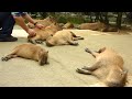 カピバラを連続ヘブン状態に (Scratching many capybaras)