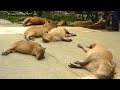 カピバラを連続ヘブン状態に (Scratching many capybaras)
