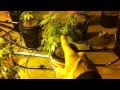 4000watt indoor Medical Marijuana Grow room