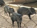 Parc Zoologique National (Rabat) - (الحديقة الوطنية للحيوانات - (1 2