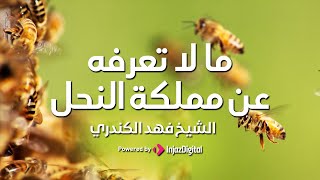 Fahad Alkandari l  ما لا تعرفه عن مملكة النحل  l فهد الكندري