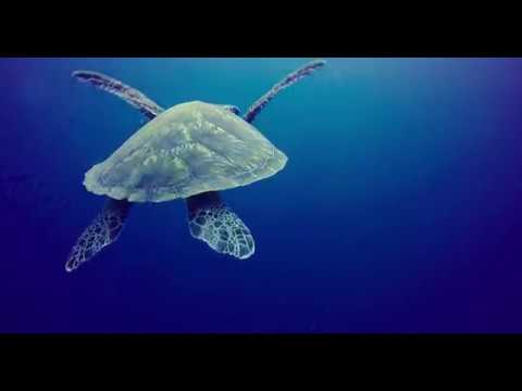 The beauty of the Maldives