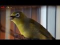 SUARA BURUNG : Pleci Dakun Gacor Joko Tingkir