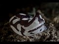 Tubulophilinopsis pilsbryi | Tubulophilinopsis pilsbryi