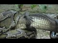 Dangerous Invaders 02, Python eats Alligator