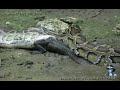Dangerous Invaders 02, Python eats Alligator