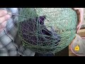 String Pendant Lamp