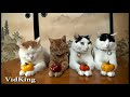Epic Funny Cats - Compilation Part Two
