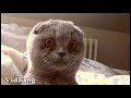 Epic Funny Cats - Compilation Part Two