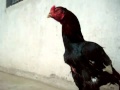 rana safdar BADMASH ASEEL BREEDER ROOSTER.flv