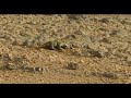 Seres vivos en Planeta marte