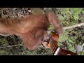 GoPro: Orangutan Plays A Ukulele
