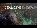 Seal Dive | Gloucester, Massachusetts | Harbor Seals