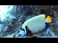 Video of Emperor Angelfish