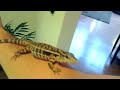 ☜ MacGyver the Lizard