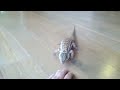 ☜ MacGyver the Lizard
