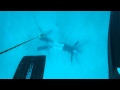 Freediving 13m  | Apnée