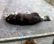 perro chiflado