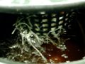 Hydro grow in 30 days.MOV