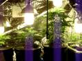 Hydro grow in 30 days.MOV