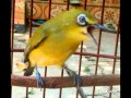Terapi burung Pleci agar burung bahan cepat buka paruh ngerol ngalas