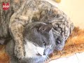 Cat Adopts Puppy