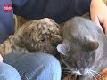 Cat Adopts Puppy