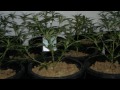 medical marijuana grow / www.limbo-co.com