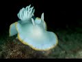 Video of Ardeadoris egretta
