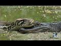 Pythons at Alligator Pond 09 - Dangerous Animals in Florida