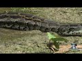 Pythons at Alligator Pond 09 - Dangerous Animals in Florida