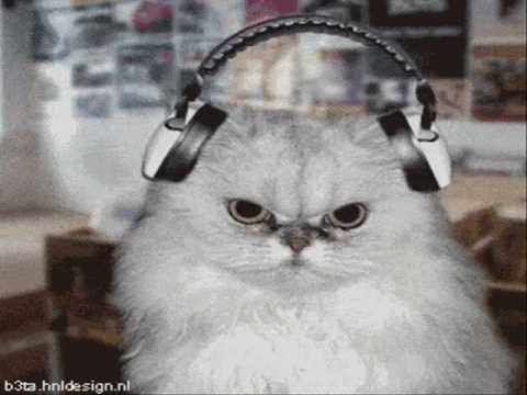 funny music. Funny Music Cats
