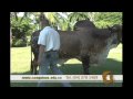 CAEQUINOS Pie de cria del ganado gyr