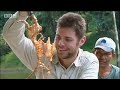 Fish - piranhas will even try and bite through metal - Ultimate Killers - BBC wildlife