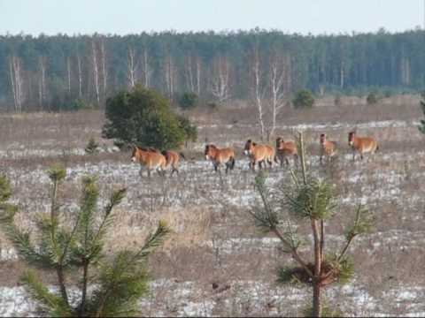 chernobyl pictures animals. Wild Horses in Chernobyl