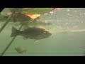Largemouth Bass Caught Underwater
