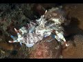 Video of Nembrotha lineolata 