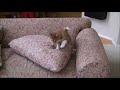 Shiba Inu Puppy Playing - 10 Weeks