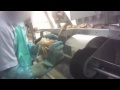 Exposé: Live Lobsters, Crabs Torn Apart