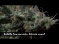 HARVESTING Snowryder Autoflower T5 Cannabis Grow (Day 72 from seed)