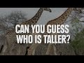 Optical Illusion Test: Are You Easily Fooled?