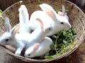 RABBIT FARM IN KERALA +91 8129 004 001