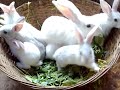 RABBIT FARM IN KERALA +91 8129 004 001