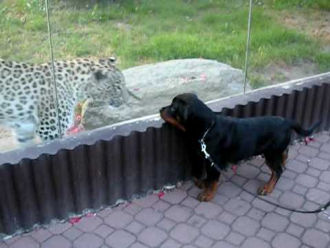 De Rottweiler Vs Pitbull Mirar Videos Online Picture De Rottweiler Vs Pitbull Mirar Videos Online Picture