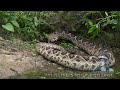 Predators vs Alligators 0502 - Rattlesnakes - Time Lapse