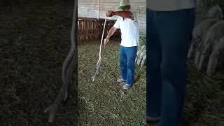 Nevşehir'de mandıraya giren yılan yakalanarak doğaya salındı