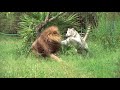Lion & Tiger PLAYTIME!