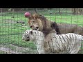 Lion & Tiger PLAYTIME!